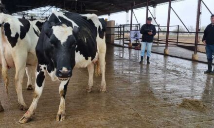 Expo Rural de Rafaela y el 7° Concurso de Vacas a Campo