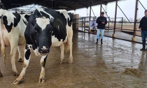 Expo Rural de Rafaela y el 7° Concurso de Vacas a Campo