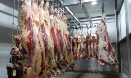 Faena de vacas: los anuncios no contribuyen a frenarla