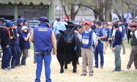 Se viene la Semana Angus de Primavera 2024