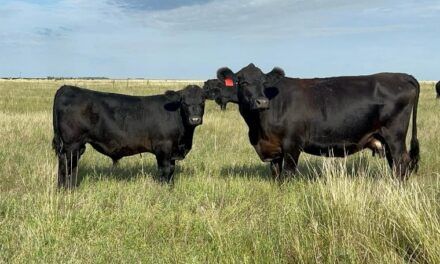 Motivos del descarte de vacas en rodeos de cría