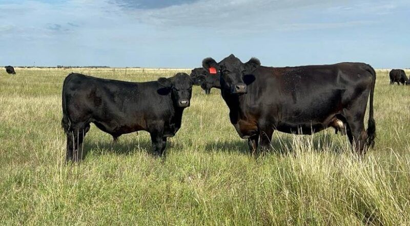 Motivos del descarte de vacas en rodeos de cría