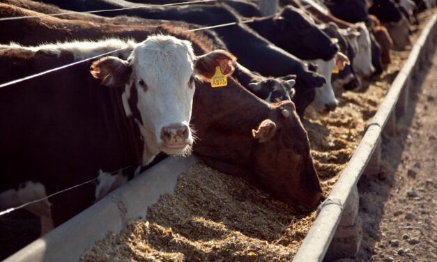 Menos trámites para comercializar granos para consumo propio