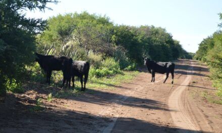 SAN LUIS: FUERTES MULTAS POR GANADO SUELTO