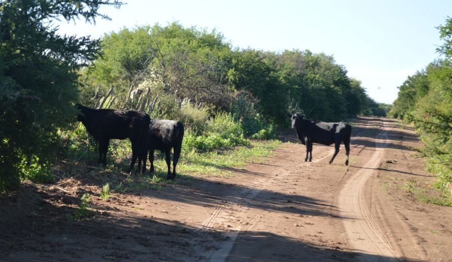 SAN LUIS: FUERTES MULTAS POR GANADO SUELTO
