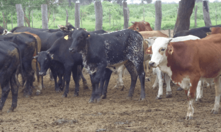 Chaco-Formosa: ganaderos deben declarar novedades sanitarias