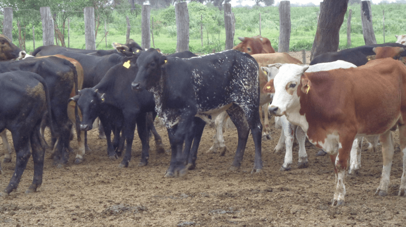 Chaco-Formosa: ganaderos deben declarar novedades sanitarias
