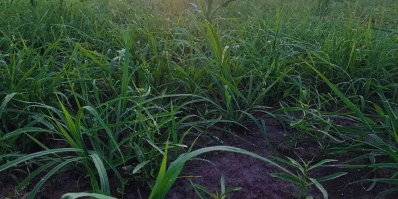 Pasturas megatérmicas: pautas para su manejo en implantación
