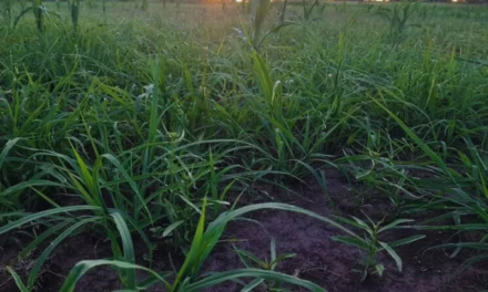 Pasturas megatérmicas: pautas para su manejo en implantación