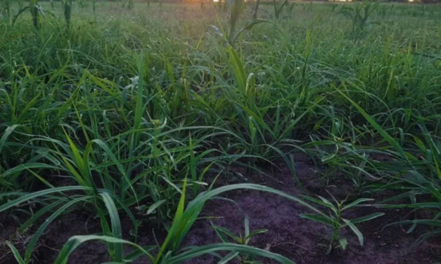 Pasturas megatérmicas: pautas para su manejo en implantación