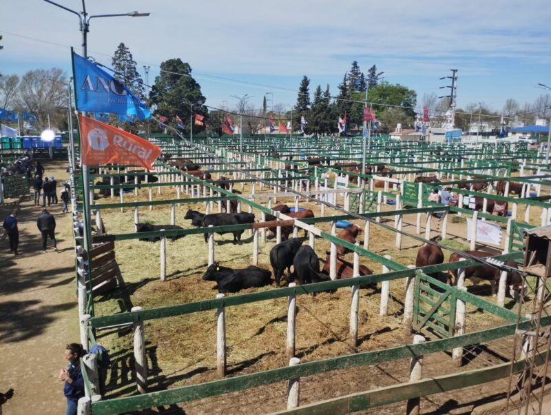 Ya se vive la Expo Rural de Jesús María - Ganadería y Negocios