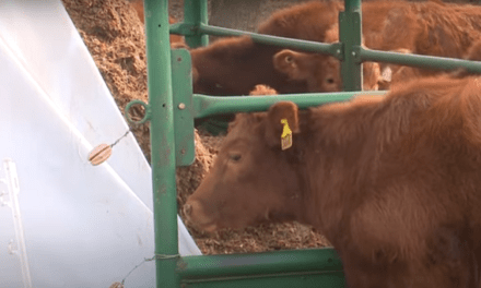 Ensayo sobre autoconsumo de silo y balanceo de dietas