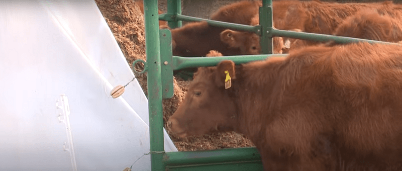 Ensayo sobre autoconsumo de silo y balanceo de dietas