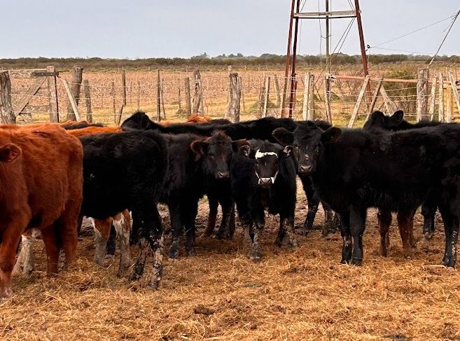 Sigue elevada la faena de hembras jóvenes