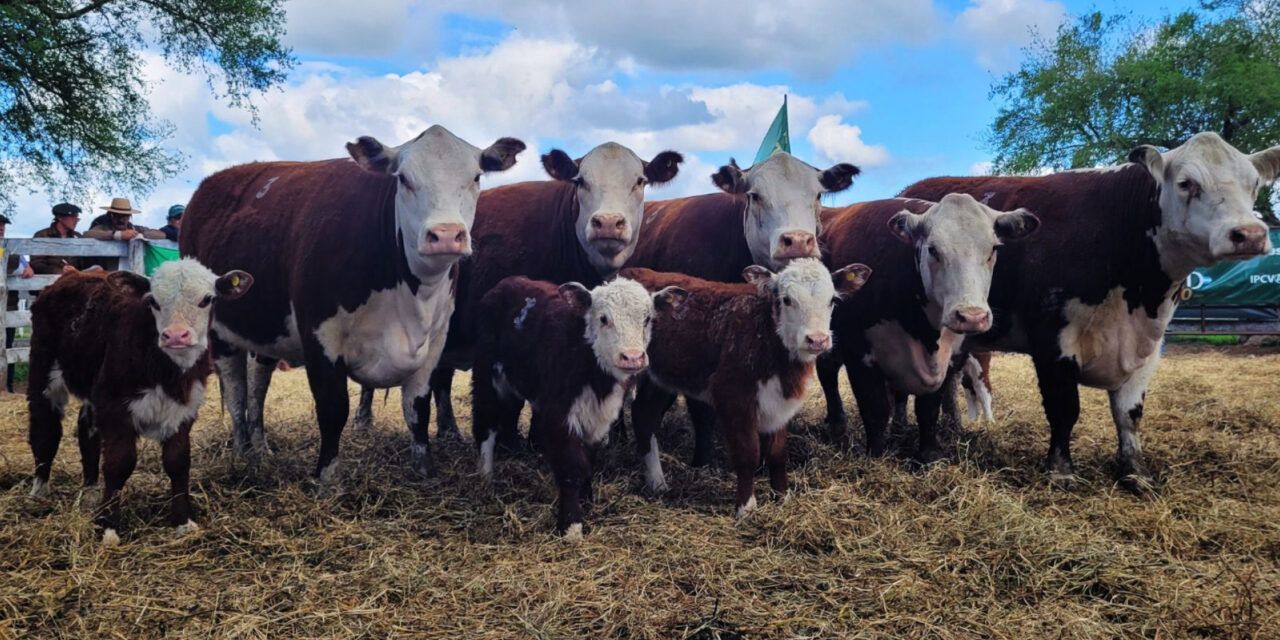 Pruebas pastoriles: el camino hacia una carne de mayor calidad
