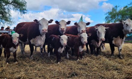 Pruebas pastoriles: el camino hacia una carne de mayor calidad