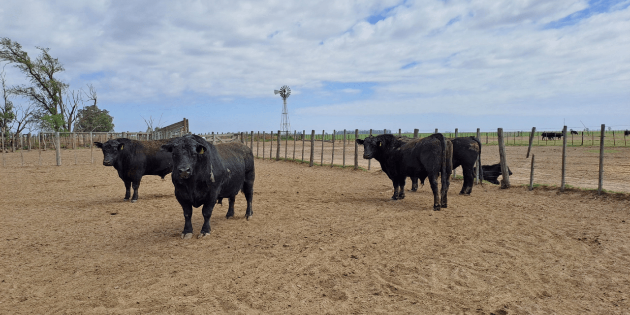 La Pampa: Investigación para control de venéreas en toros