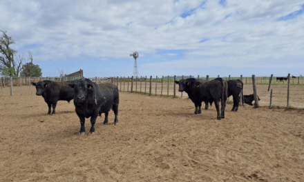 La Pampa: Investigación para control de venéreas en toros