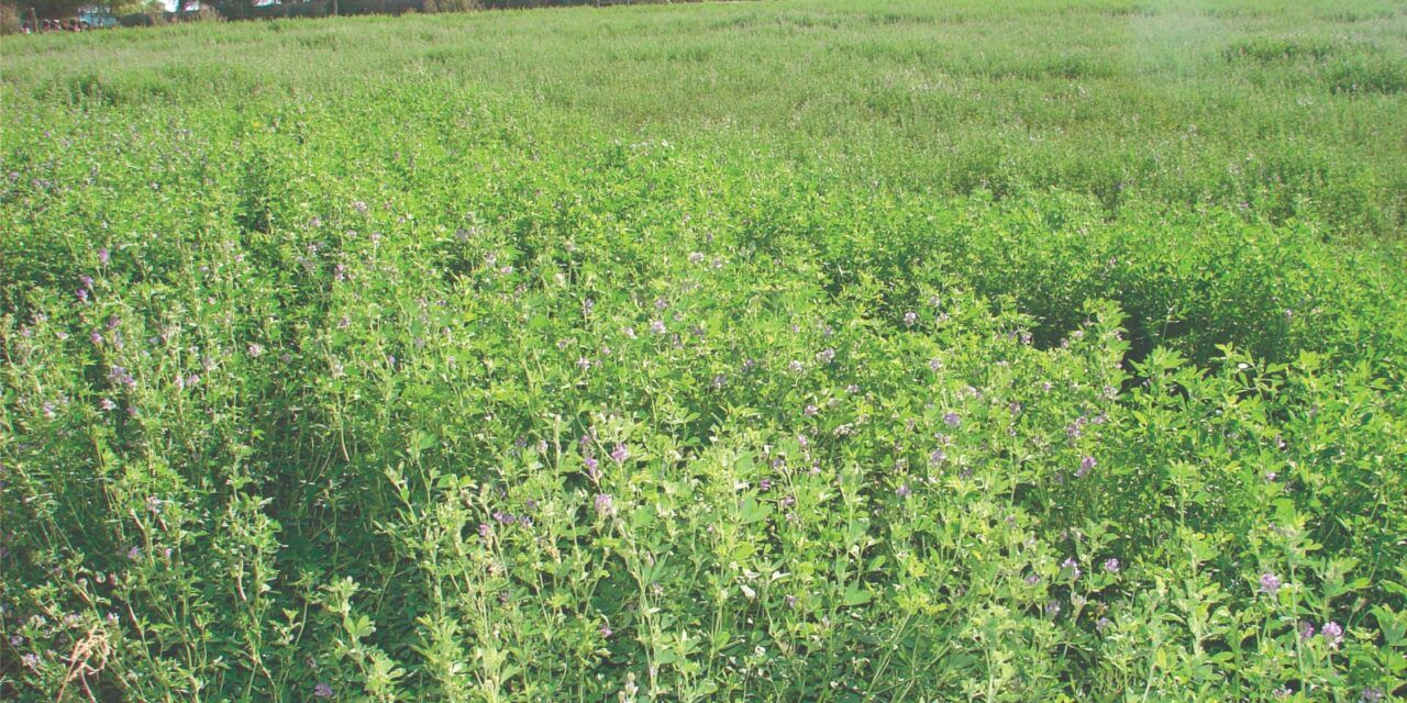 El potencial de la alfalfa para la producción sustentable