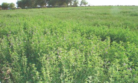 El potencial de la alfalfa para la producción sustentable