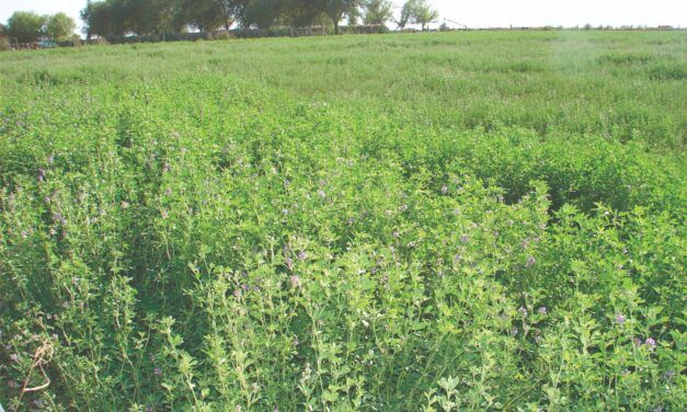 El potencial de la alfalfa para la producción sustentable