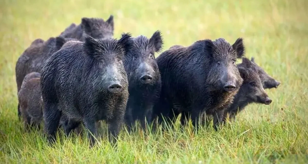 Entre Ríos avanza en proyecto para controlar animales silvestres