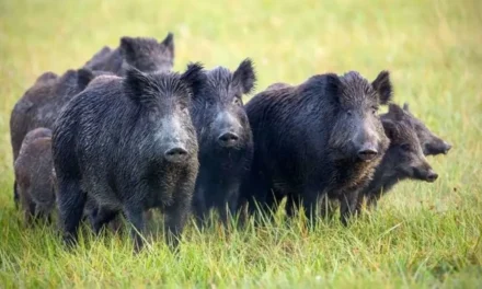 Entre Ríos avanza en proyecto para controlar animales silvestres