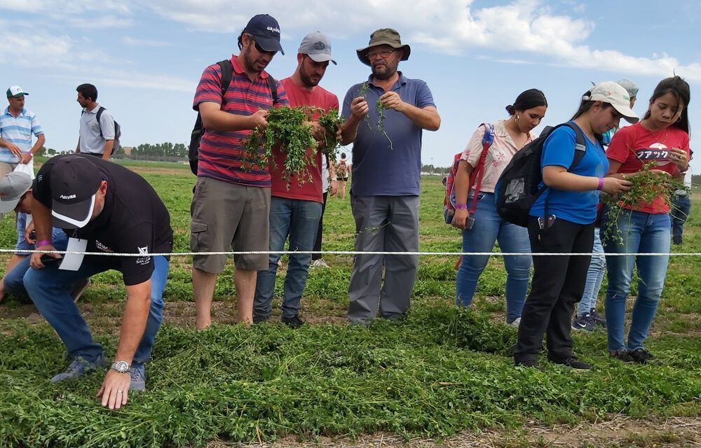 “Alfalfa Inteligente”: ¿Cómo producir más leche y más carne de manera sostenible?