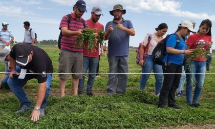 “Alfalfa Inteligente”: ¿Cómo producir más leche y más carne de manera sostenible?