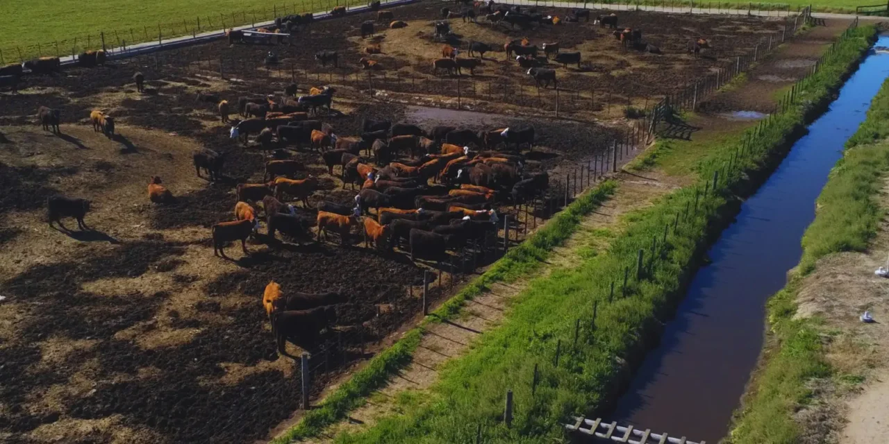 El INTA impulsa estrategias innovadoras para la gestión en feedlots
