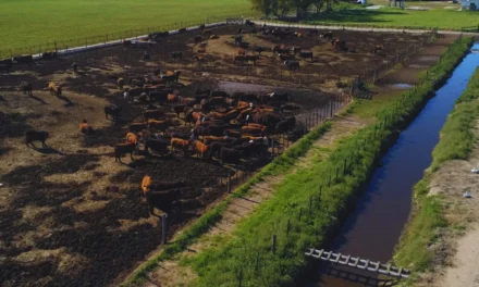 El INTA impulsa estrategias innovadoras para la gestión en feedlots