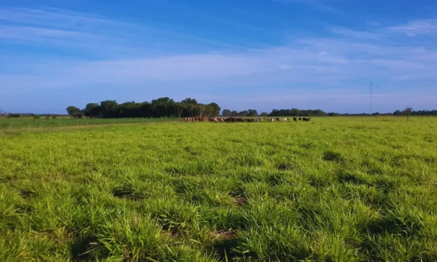 Pasturas adaptadas para el noreste argentino