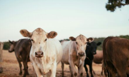 CONINAGRO Y LA TRAZABILIDAD INDIVIDUAL OBLIGATORIA