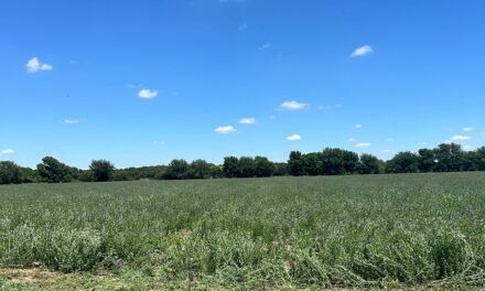 Alfalfa: pilar de la alimentación animal y la producción 