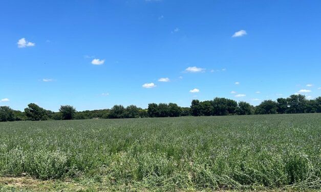Alfalfa: pilar de la alimentación animal y la producción 