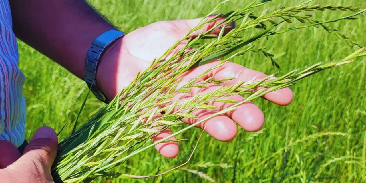 Raigrás Rápido INTA, un cultivo estratégico para el pastoreo  