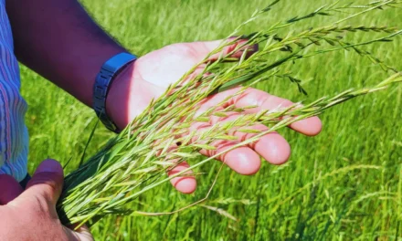 Raigrás Rápido INTA, un cultivo estratégico para el pastoreo  