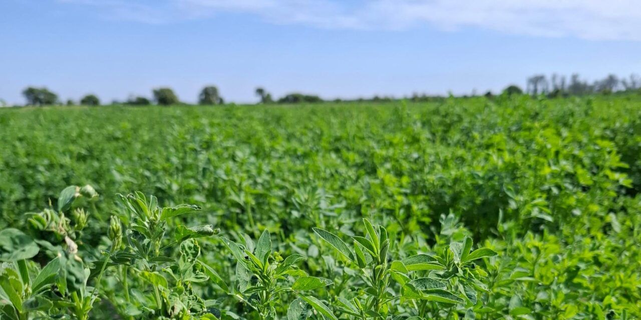 Cómo lograr una buena implantación de la alfalfa
