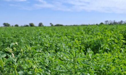 Cómo lograr una buena implantación de la alfalfa