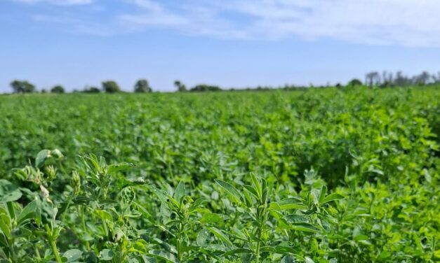 Cómo lograr una buena implantación de la alfalfa