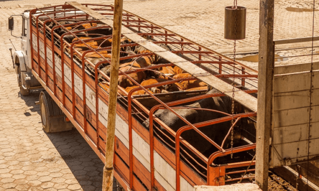 Prevención del estrés térmico en el transporte de animales