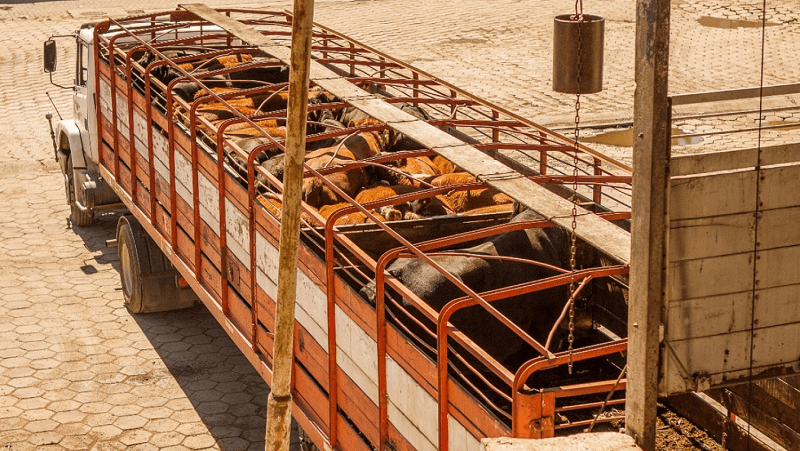 Prevención del estrés térmico en el transporte de animales