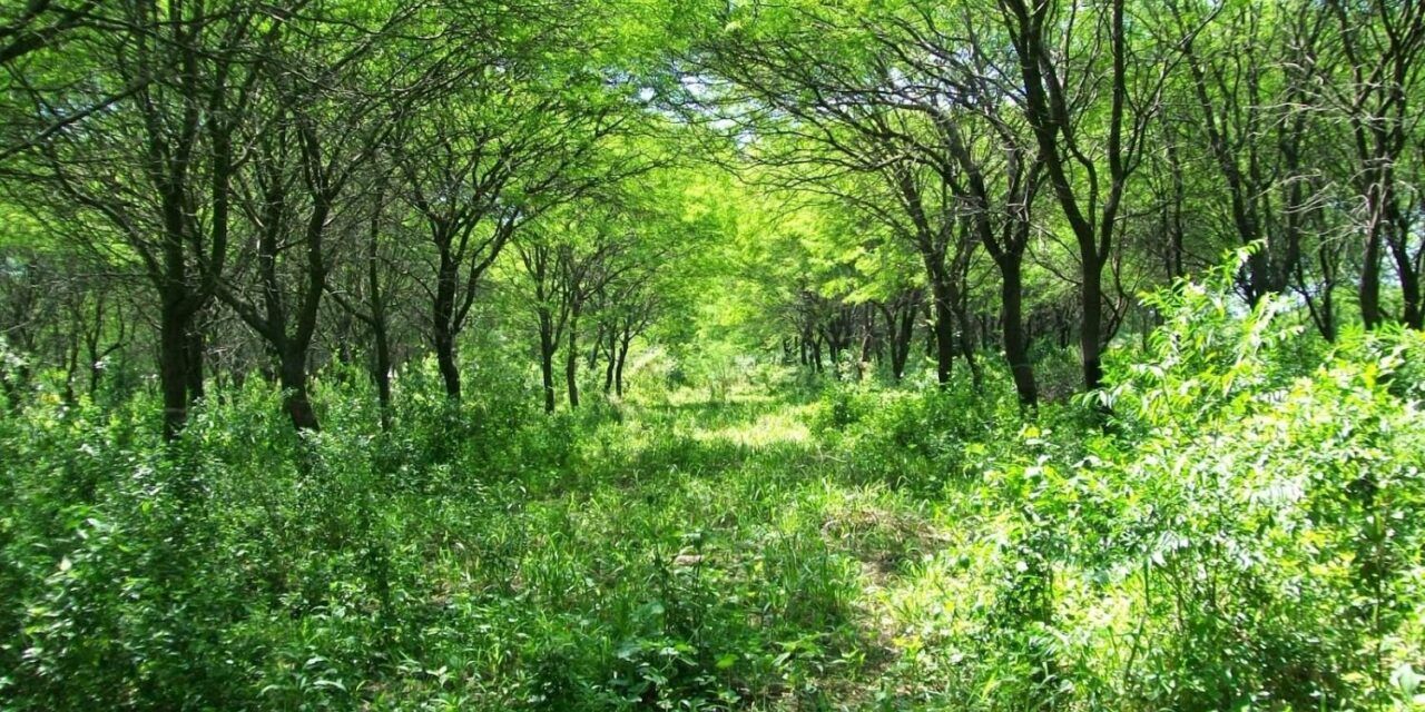 San Luis va a fondo con los bosques nativos
