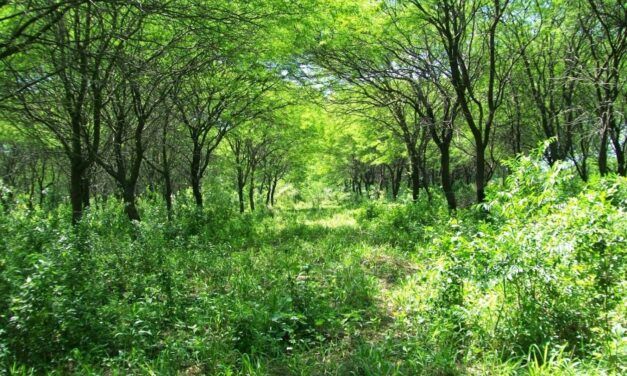 San Luis va a fondo con los bosques nativos