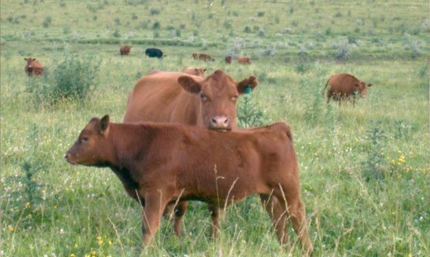 La vaca CUT es la vaca ideal