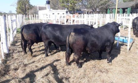 Los toros recuperan terreno de cara a la próxima campaña
