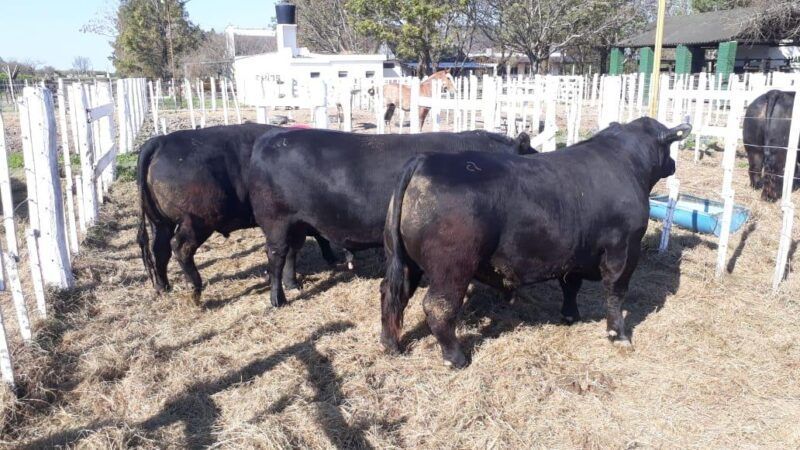 Los toros recuperan terreno de cara a la próxima campaña