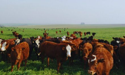 Novillos: una materia pendiente en la ganadería argentina