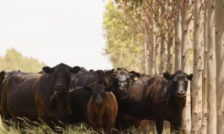 Árboles y forrajes: una alianza que beneficia la producción ganadera
