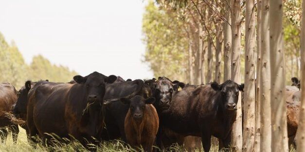 Árboles y forrajes: una alianza que beneficia la producción ganadera